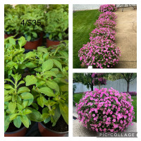 Beautiful pink hybrid petunias