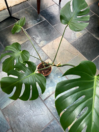 Monstera Plant- table top size in vintage terra cotta pot