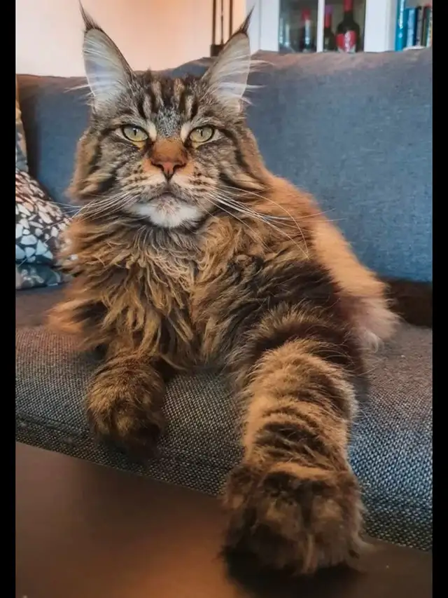 Maine Coon kittens registered CCA