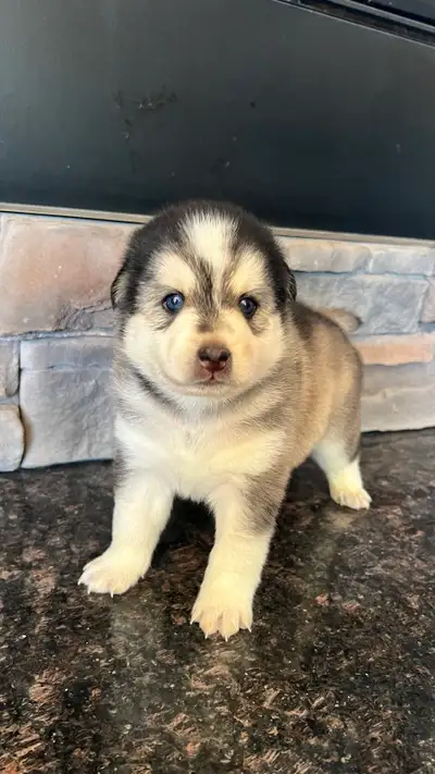 Pomsky puppies, View more