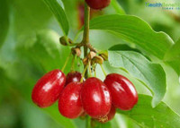 Cornelian cherry (Кизил) plant.Rare to find.Delicious berries . 