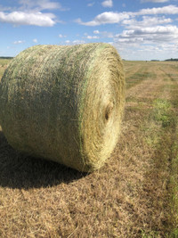 Prime Alfalfa and Grass Hay No Rain.