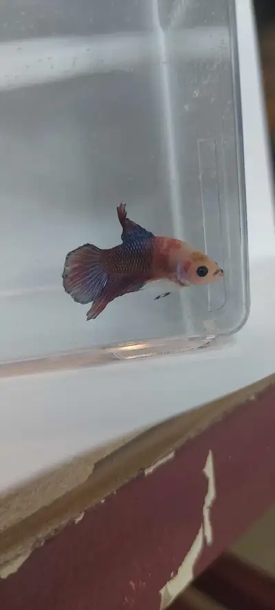 Young Betta Fish, View more