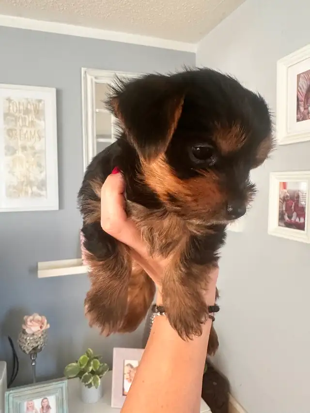 Purebred Yorkie puppies - SOLD in Dogs & Puppies for Rehoming in City of Toronto - Image 6