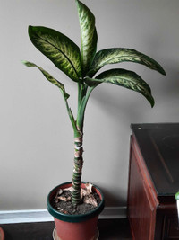 Large Indoor Plant Bonsai Dieffenbachia Picta