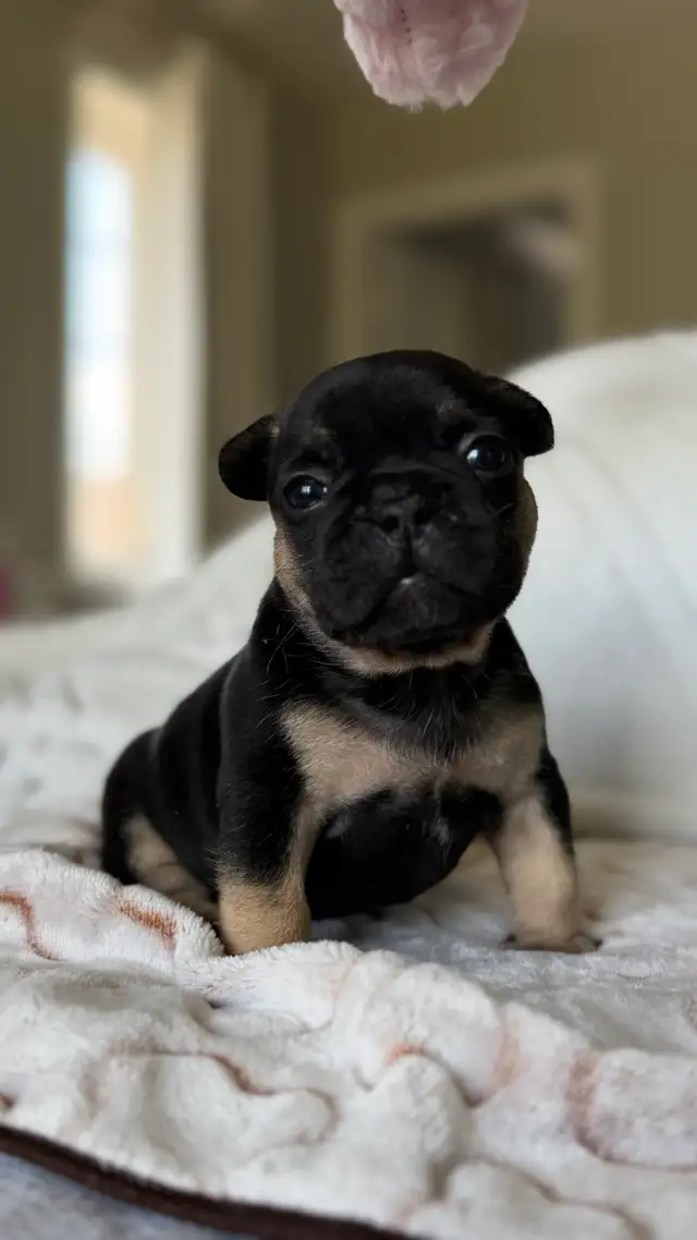 EXOTIC FRENCH BULLDOGS PUPPIES FOR SALE in Dogs & Puppies for Rehoming in Mississauga / Peel Region - Image 6