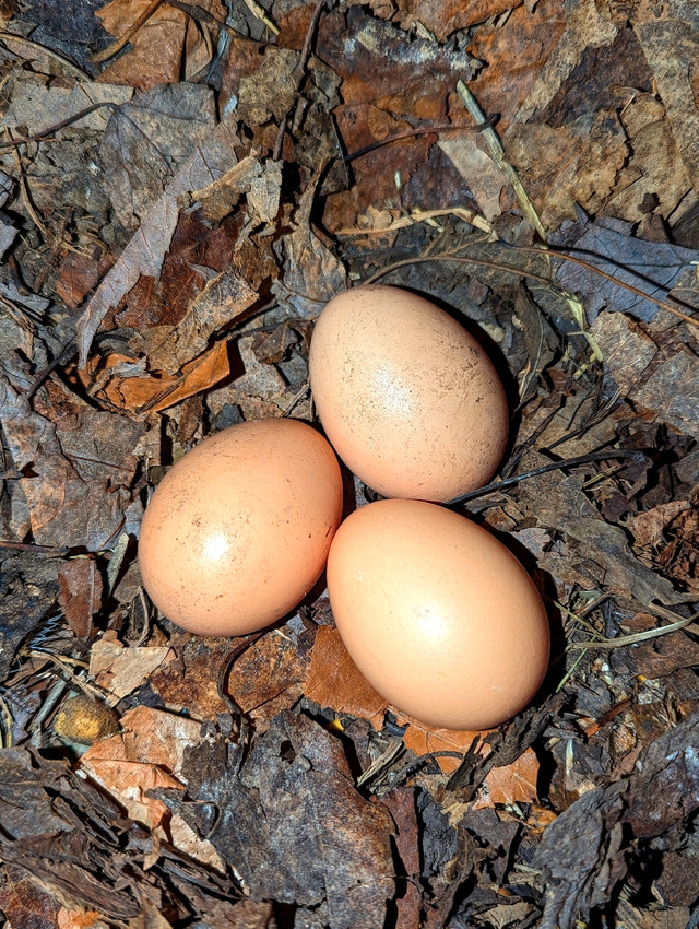 ♨️Poussin de Poule pour oeufs et chaire ♨️ dans Autres animaux à adopter  à Laurentides - Image 3