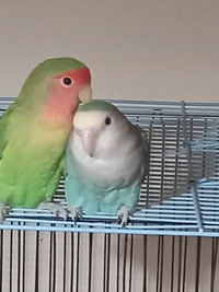 proven lovebird breeding pair with cage and nest box