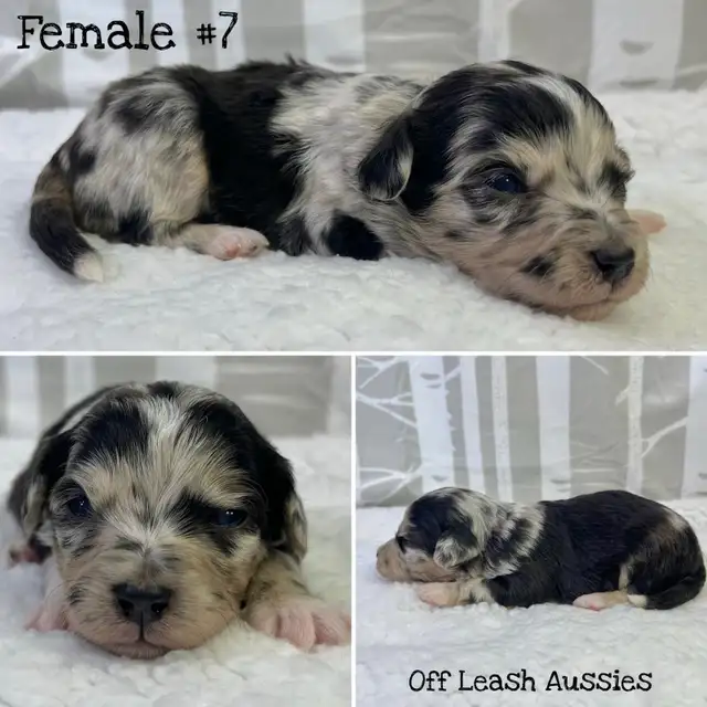 ❤️Mini Aussiedoodle Puppies ❤️ in Dogs & Puppies for Rehoming in Oshawa / Durham Region - Image 7