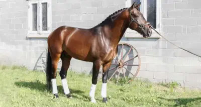 4 Horses for Sale | Pure Lusitano Blood, View more