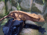 Sub adult female Crested Gecko