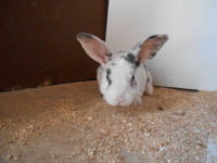 Adorable baby bunnies available May 1