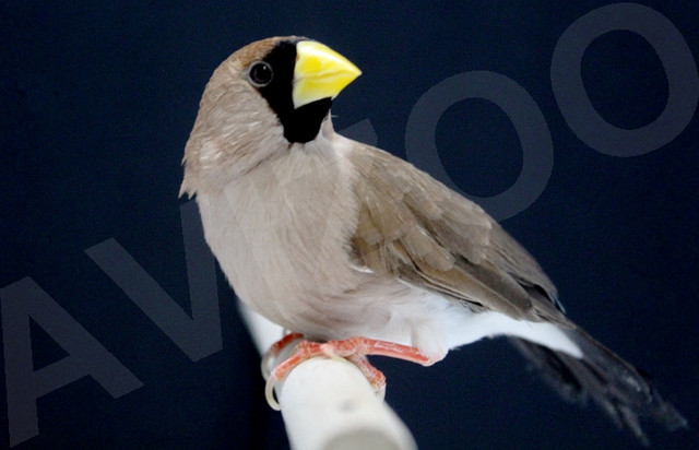 DIAMANT MASQUÉ COUPLE DISPONIBLE dans Oiseaux à adopter  à Ville de Montréal - Image 3
