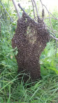 HONEY BEE SWARM REMOVAL FREE