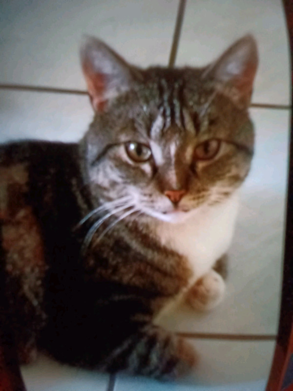 Reward - Missing 9 year old TOM Kitty in Meadowlark  in Lost & Found in Edmonton - Image 4