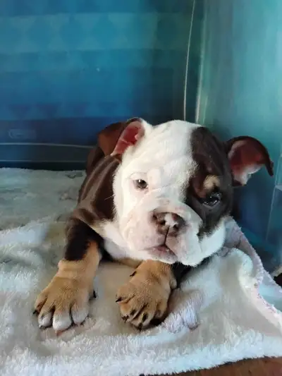 A vendre / Selling English Bulldog puppy, View more