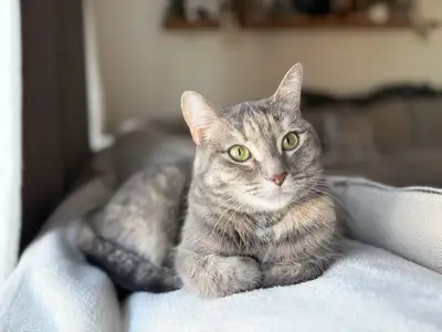 Seeking Urgent Home for Two Sister Cats, View more