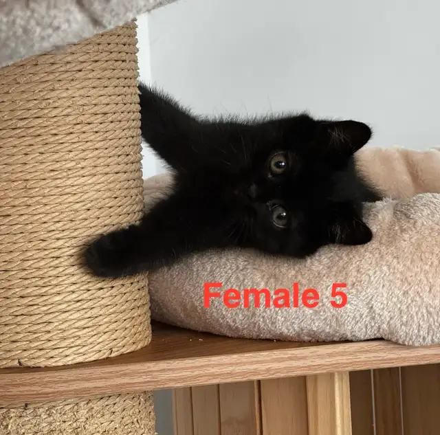 Scottish Fold/Straight kittens, 3 girls left - price inside in Cats & Kittens for Rehoming in Moncton - Image 9