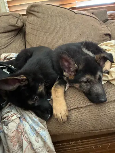 Parents are CKC Registered. Puppies were born on January 26th, 3 males left. Vaccinated and dewormed...