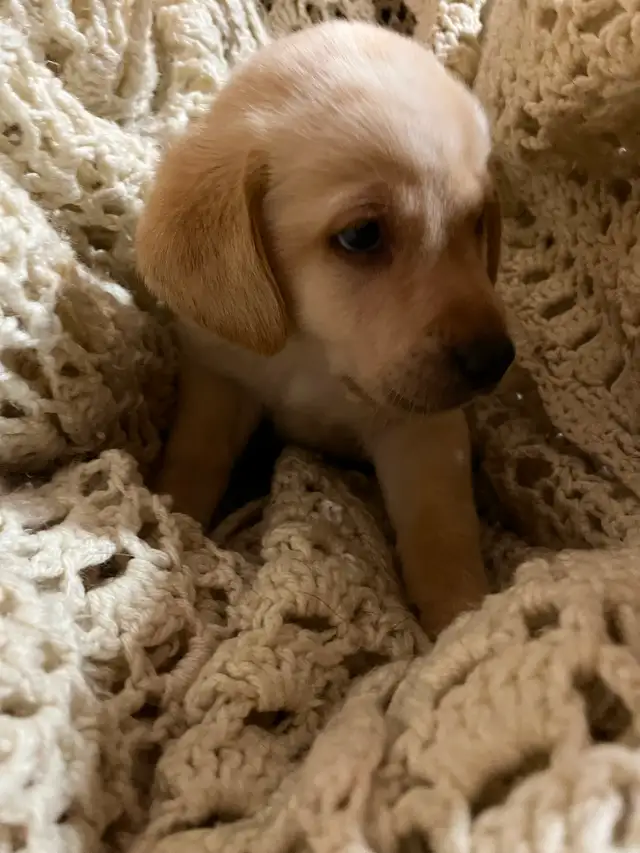 Labrador retriever puppies | Dogs & Puppies for Rehoming | Bedford ...