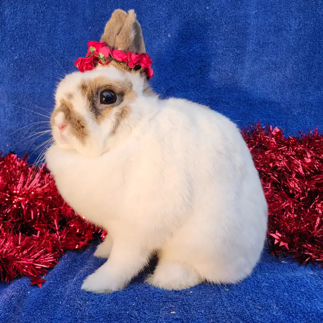 EXTRAORDINARY Netherland dwarf,  mini rex, Holland lop bunnies in Small Animals for Rehoming in Mississauga / Peel Region - Image 3