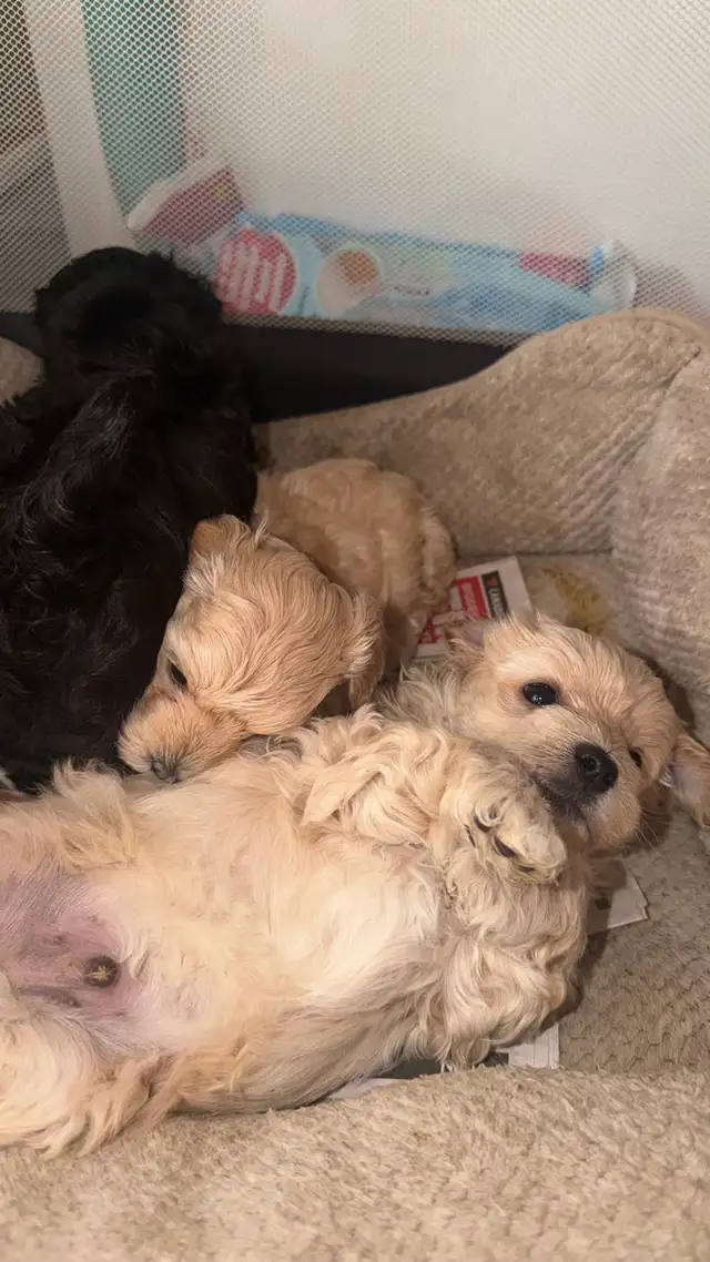 3 males left they going fast | Dogs & Puppies for Rehoming | Kingston ...