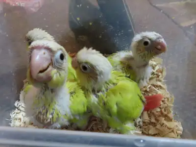 **READY FOR XMAS**HANDFED BABY DILUTE CONURES**W/CARE PACKAGE**, View more