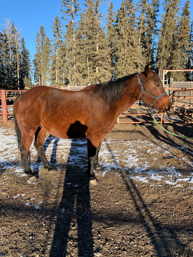 Bay QuarterHorse Mare 7 yrsold in Horses & Ponies for Rehoming in Edmonton - Image 3