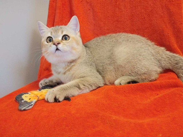 Top quality Scottish British male kitten shorthair in Cats & Kittens for Rehoming in City of Toronto
