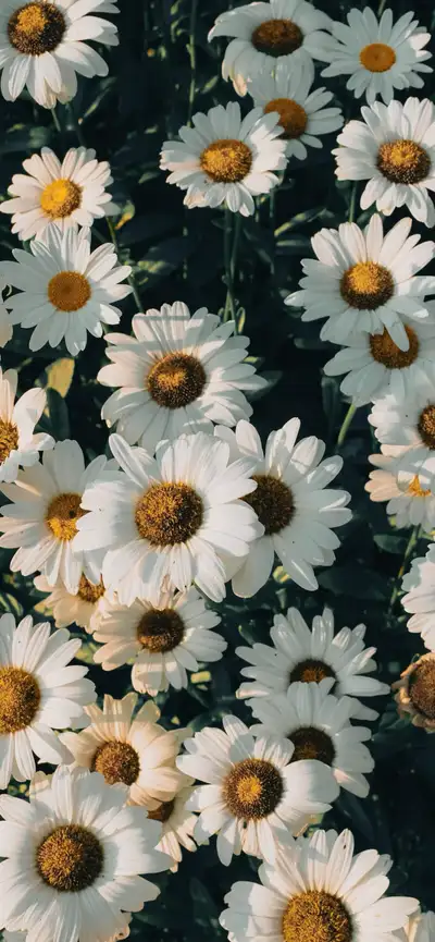 looking for a cash, View more