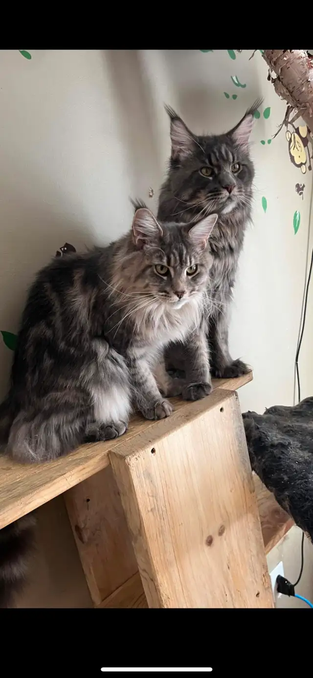 chatons maine coon Enregistrer TICA