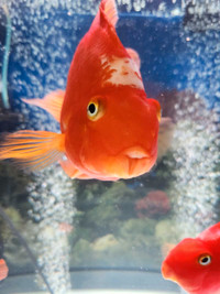 Red parrot fish 