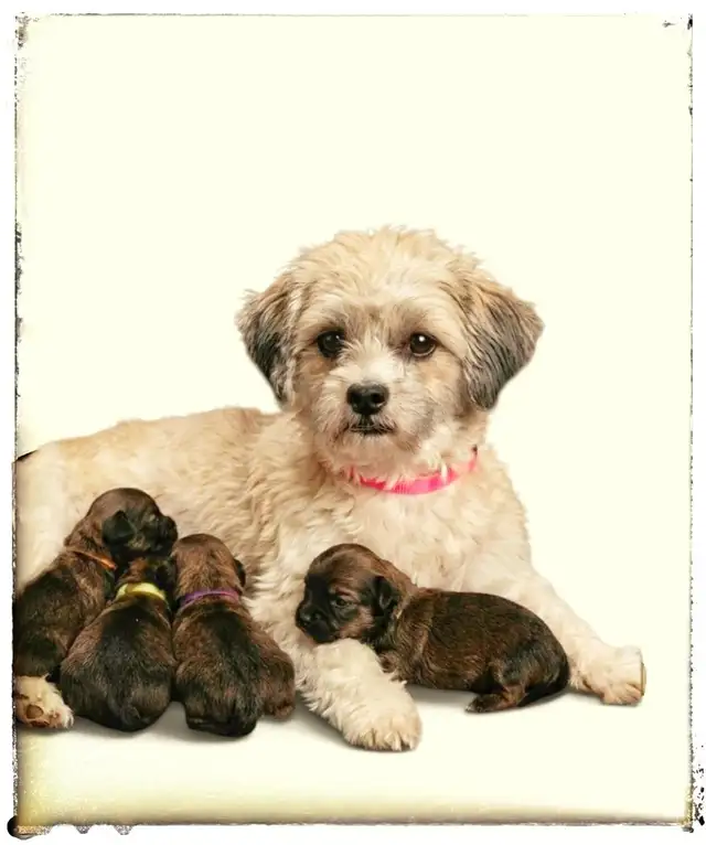 STUNNING SHIRANIAN   puppies  {SHIH-TZU  & POMERANIAN MIX in Dogs & Puppies for Rehoming in London - Image 4