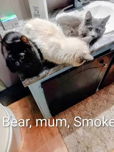 2 boy kittens for adoption, View more