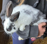 Baby Bunnies 