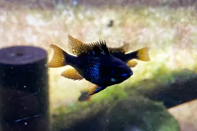 Pair of Midnight Black Rams, View more