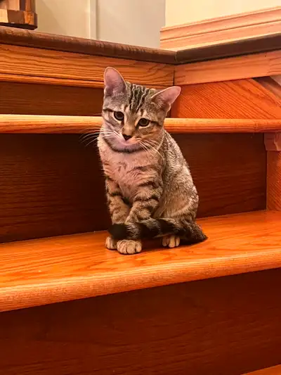 Adorable two playful kittens looking for their forever homes, View more