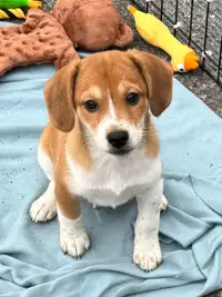 Adorables shiba x beagle sont disponibles 