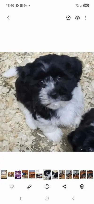 Havanese Puppies Ready for their forever homes, View more