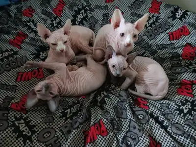 Sphynx x Devon Rex mixed kittens for sale, View more