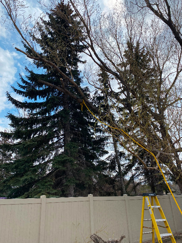 Tree Removal and Pruning in Other in Regina - Image 3
