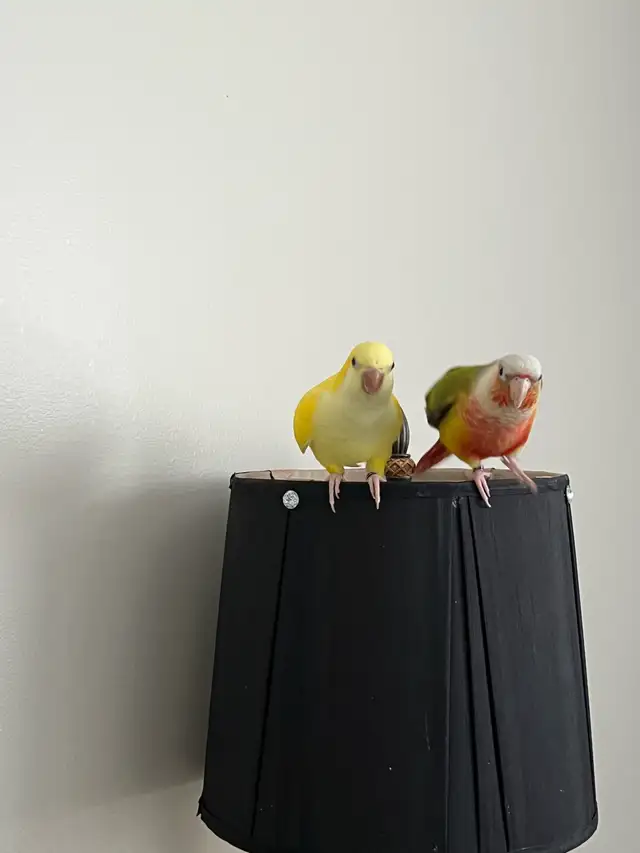 Bonded Pair for Rehoming – Pineapple Conure & Lutino Quaker in Birds for Rehoming in Delta/Surrey/Langley - Image 9