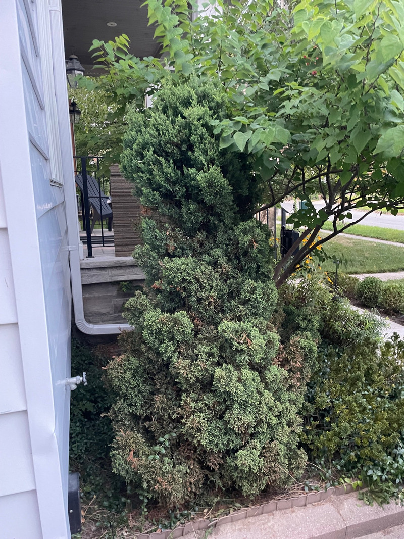 Free trees Free Stuff City of Toronto Kijiji