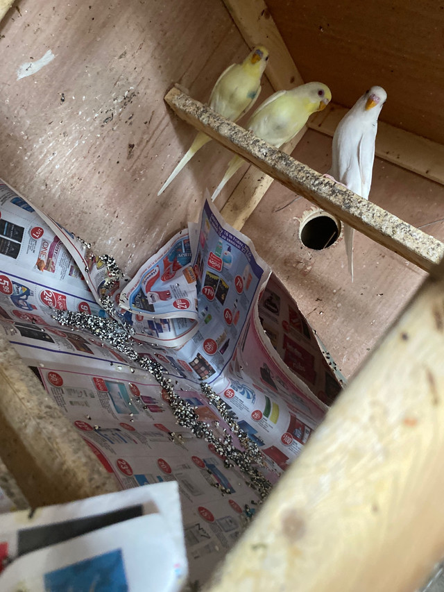 Trading in 3 budgies with large cage attached to nest box  in Birds for Rehoming in Ottawa