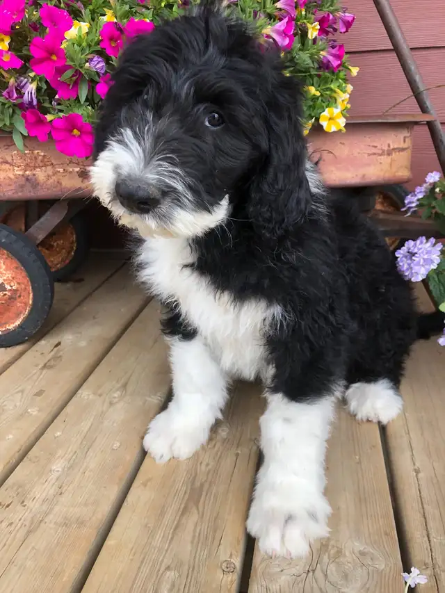 sheepadoodles F1 ❤️ in Dogs & Puppies for Rehoming in Edmonton - Image 6