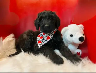 Last Remaining Gorgeous Minature Whoodle Puppy available ( Poodle & Wheaten). This lovable little gi...
