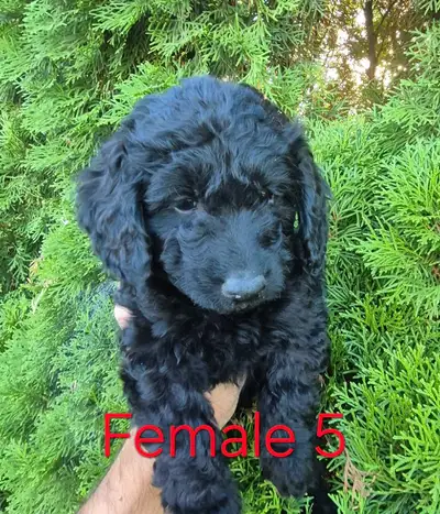 Mini Goldendoodle F1b only 3  left, View more