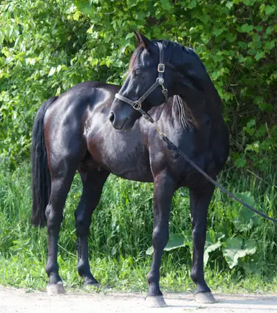 Hanoverian stallion at stud, View more