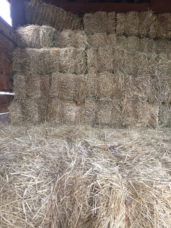 HAY FOR SALE Livestock Vernon Kijiji