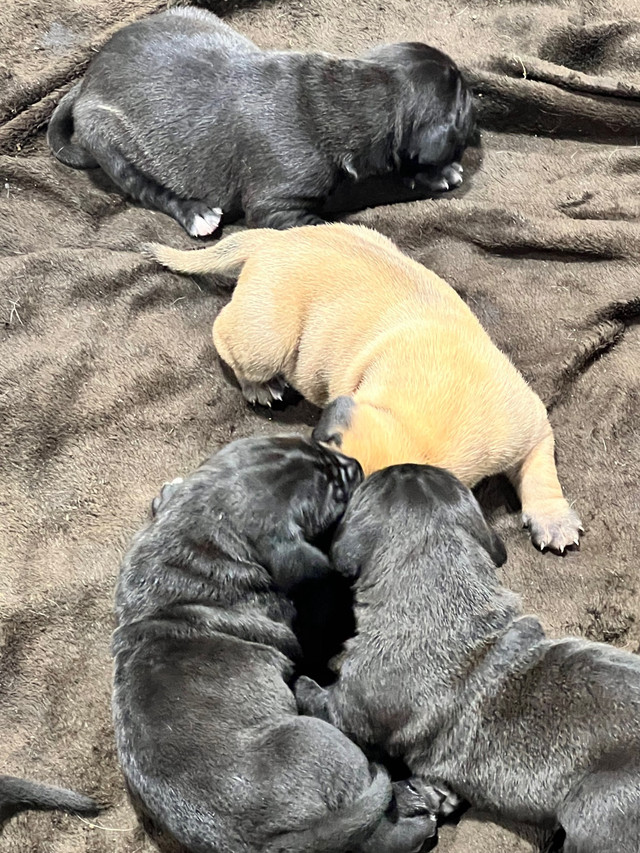  Mastiff pups for sale.  in Dogs & Puppies for Rehoming in Truro - Image 3